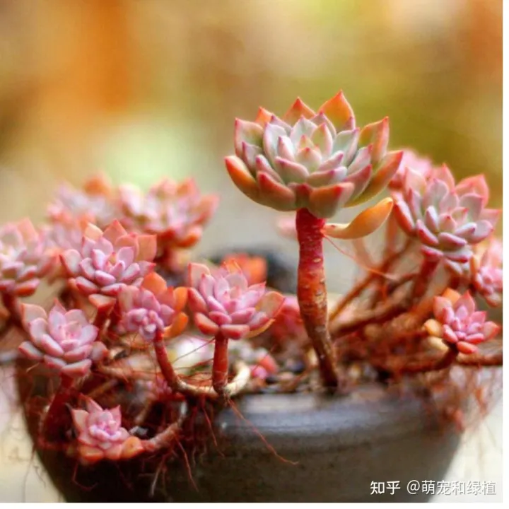 多肉怎样养的又大又肥，多肉怎么养才养得又肥又美？注意这五点就行