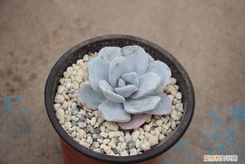 新手养多肉的建议，新手养多肉不用怕，掌握这5个小技巧，每一盆都肉嘟嘟
