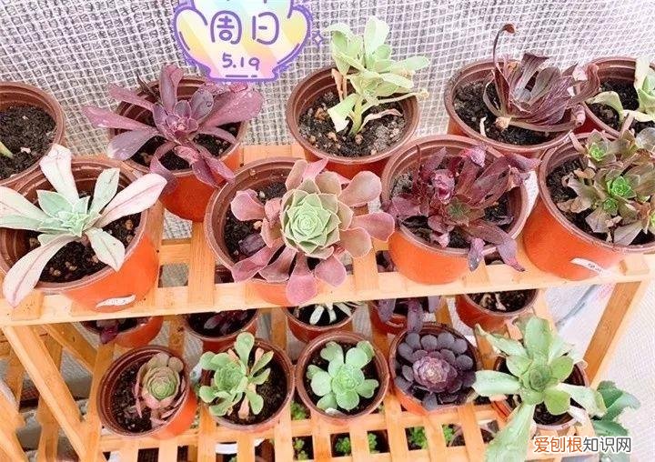 养多肉注意什么,多肉养护大总结,这7点学会了,啥肉都能养得活