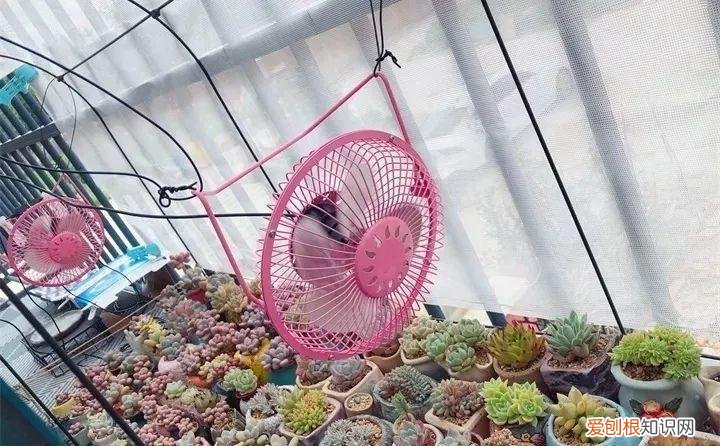 养多肉注意什么,多肉养护大总结,这7点学会了,啥肉都能养得活