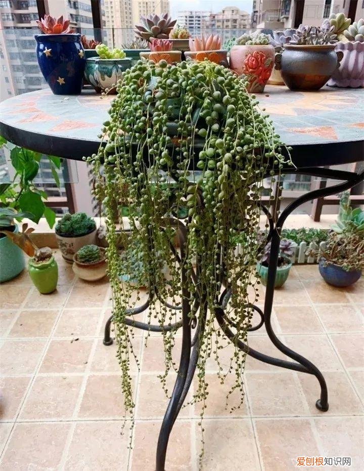 养多肉注意什么,多肉养护大总结,这7点学会了,啥肉都能养得活