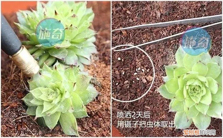 养多肉注意什么,多肉养护大总结,这7点学会了,啥肉都能养得活