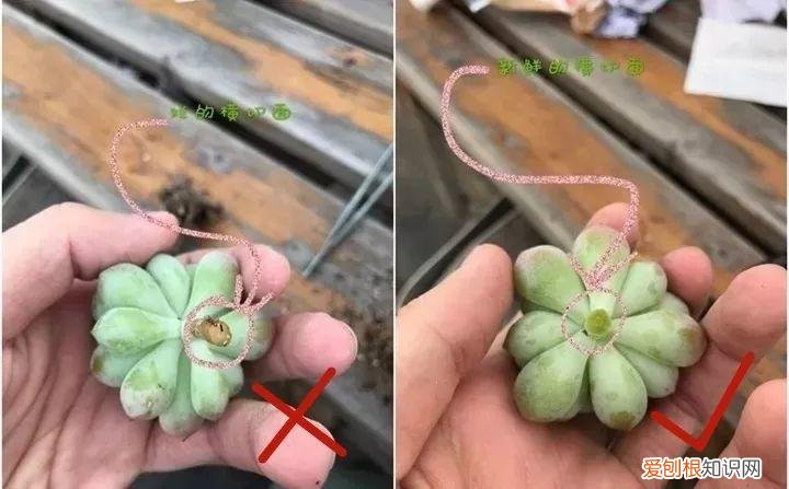 养多肉注意什么,多肉养护大总结,这7点学会了,啥肉都能养得活