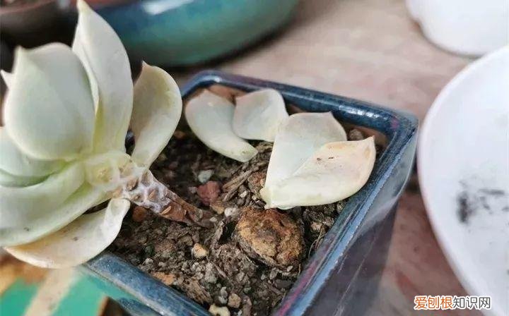 养多肉注意什么,多肉养护大总结,这7点学会了,啥肉都能养得活