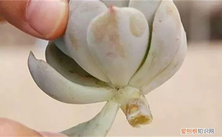 养多肉注意什么,多肉养护大总结,这7点学会了,啥肉都能养得活