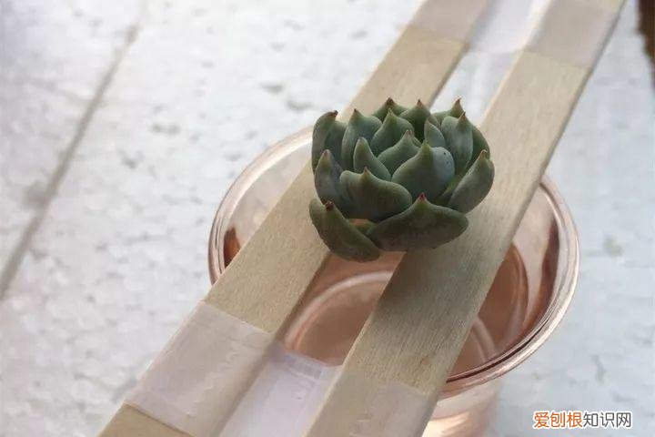 养多肉注意什么,多肉养护大总结,这7点学会了,啥肉都能养得活