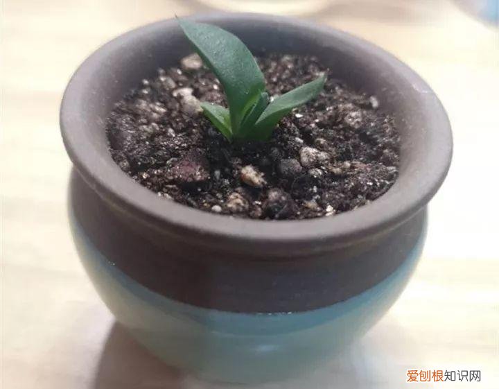 养多肉注意什么,多肉养护大总结,这7点学会了,啥肉都能养得活