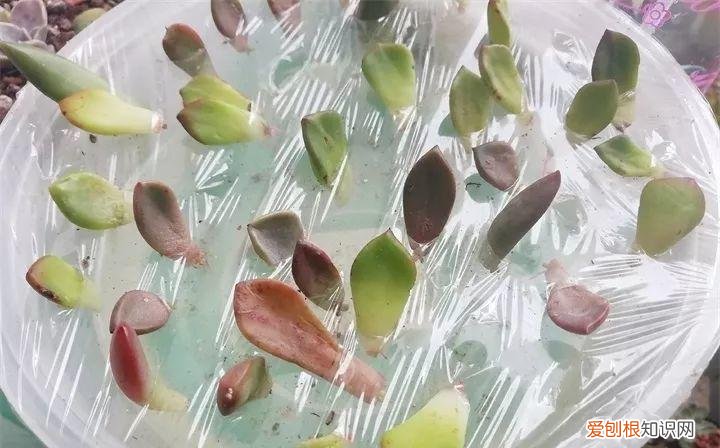 养多肉注意什么,多肉养护大总结,这7点学会了,啥肉都能养得活