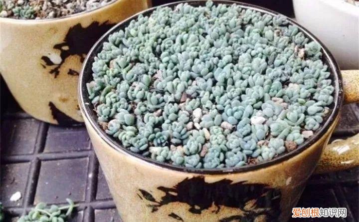养多肉注意什么,多肉养护大总结,这7点学会了,啥肉都能养得活