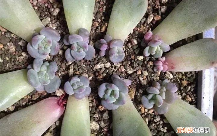 养多肉注意什么,多肉养护大总结,这7点学会了,啥肉都能养得活