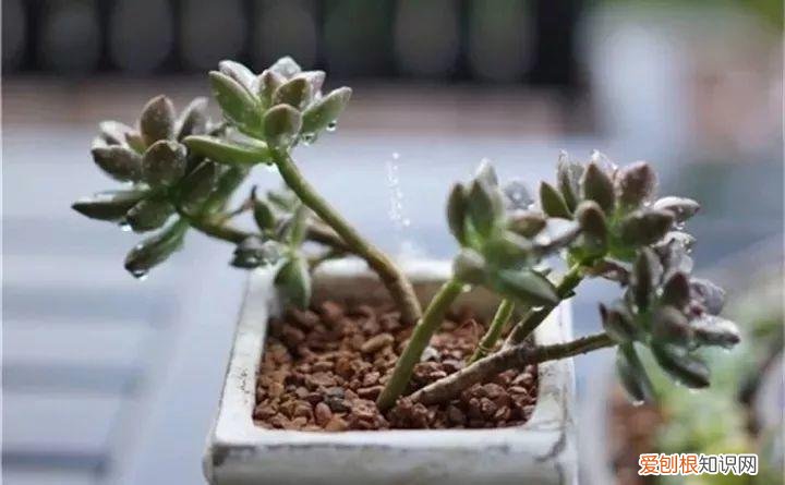 养多肉注意什么,多肉养护大总结,这7点学会了,啥肉都能养得活