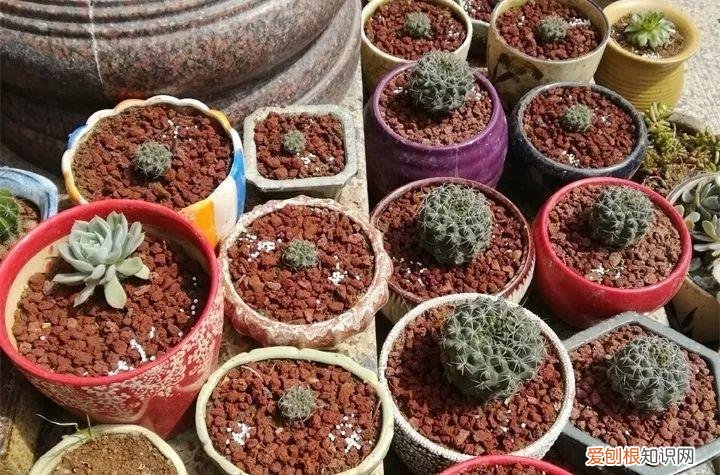 养多肉注意什么,多肉养护大总结,这7点学会了,啥肉都能养得活