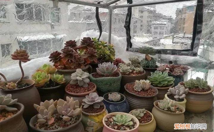 养多肉注意什么,多肉养护大总结,这7点学会了,啥肉都能养得活