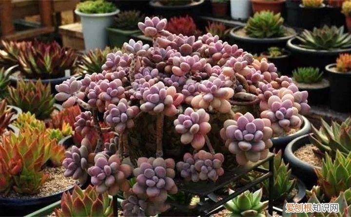 养多肉注意什么,多肉养护大总结,这7点学会了,啥肉都能养得活