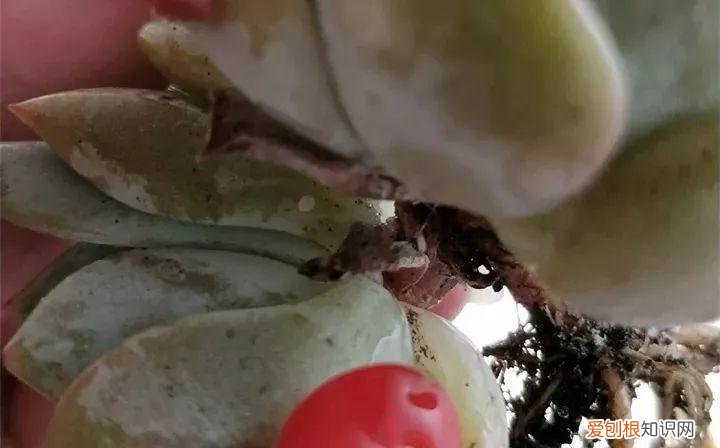 养多肉注意什么,多肉养护大总结,这7点学会了,啥肉都能养得活