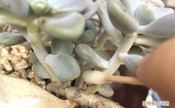 养多肉注意什么,多肉养护大总结,这7点学会了,啥肉都能养得活
