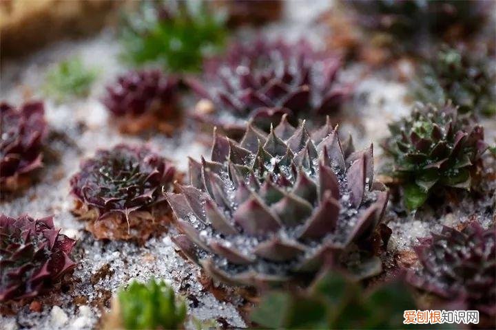 养多肉注意什么,多肉养护大总结,这7点学会了,啥肉都能养得活