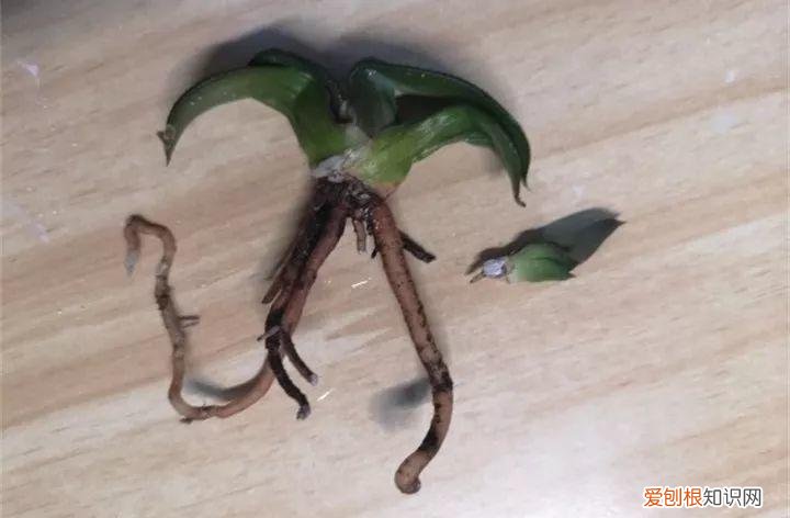 养多肉注意什么,多肉养护大总结,这7点学会了,啥肉都能养得活