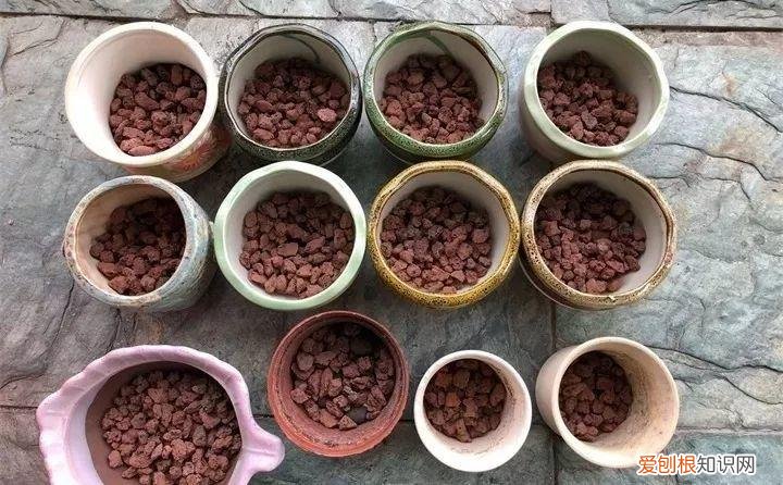 养多肉注意什么,多肉养护大总结,这7点学会了,啥肉都能养得活