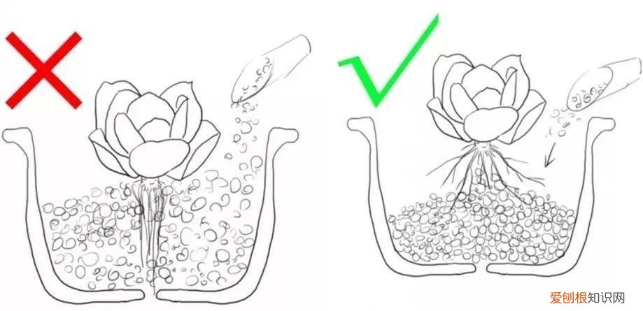 养多肉注意什么,多肉养护大总结,这7点学会了,啥肉都能养得活