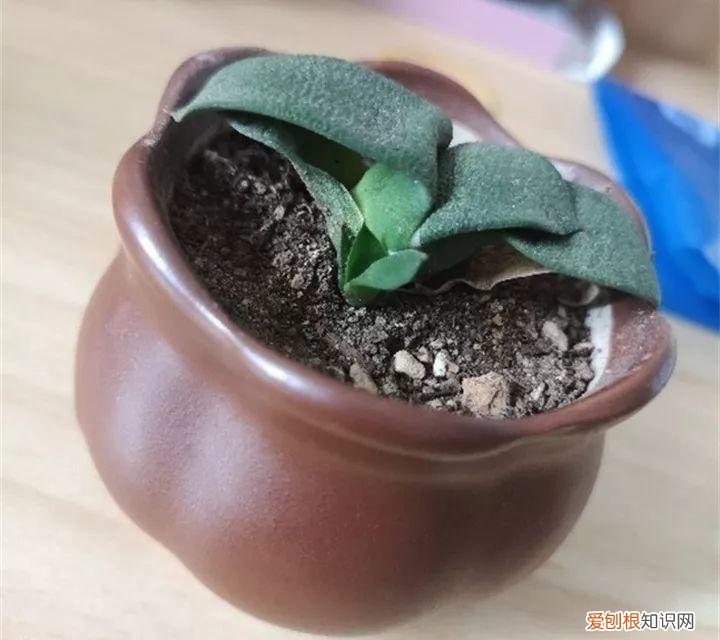 养多肉注意什么,多肉养护大总结,这7点学会了,啥肉都能养得活