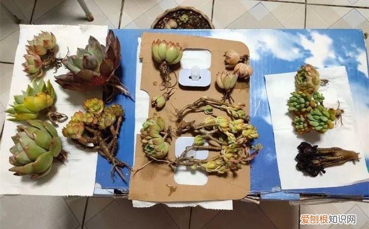 养多肉注意什么,多肉养护大总结,这7点学会了,啥肉都能养得活