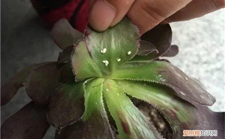 养多肉注意什么,多肉养护大总结,这7点学会了,啥肉都能养得活