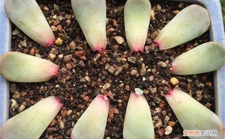 养多肉注意什么,多肉养护大总结,这7点学会了,啥肉都能养得活