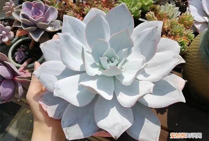 养多肉注意什么,多肉养护大总结,这7点学会了,啥肉都能养得活