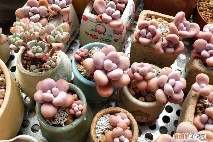 养多肉注意什么,多肉养护大总结,这7点学会了,啥肉都能养得活