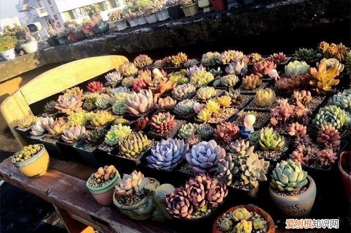 养多肉注意什么,多肉养护大总结,这7点学会了,啥肉都能养得活
