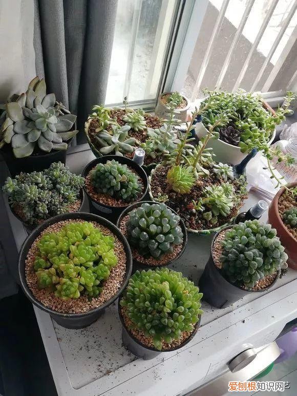 多肉叶片上长疙瘩,四点养肉小技巧,教你正确养肉肉,叶子鼓鼓的,通透感十足