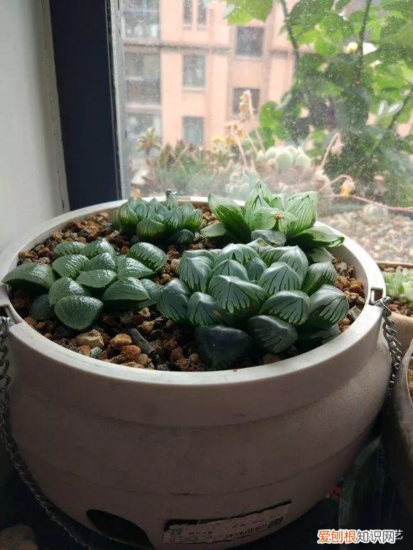 多肉叶片上长疙瘩,四点养肉小技巧,教你正确养肉肉,叶子鼓鼓的,通透感十足