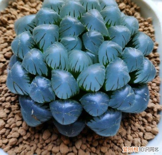 多肉叶片上长疙瘩,四点养肉小技巧,教你正确养肉肉,叶子鼓鼓的,通透感十足