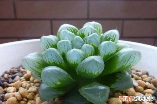 多肉叶片上长疙瘩,四点养肉小技巧,教你正确养肉肉,叶子鼓鼓的,通透感十足