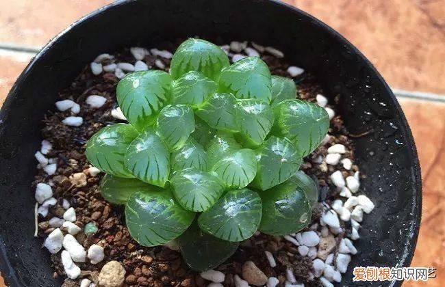 多肉叶片上长疙瘩,四点养肉小技巧,教你正确养肉肉,叶子鼓鼓的,通透感十足