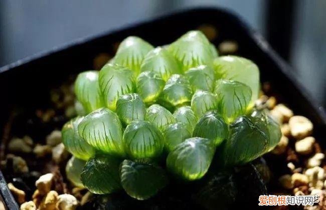 多肉叶片上长疙瘩,四点养肉小技巧,教你正确养肉肉,叶子鼓鼓的,通透感十足