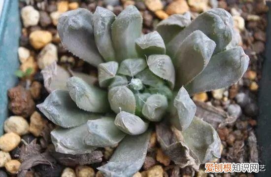 多肉叶片上长疙瘩,四点养肉小技巧,教你正确养肉肉,叶子鼓鼓的,通透感十足