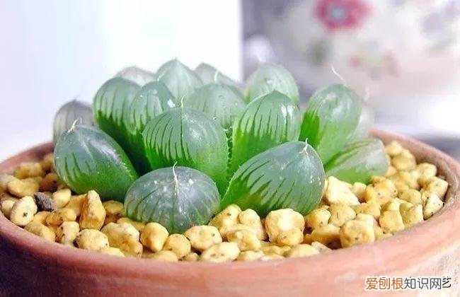 多肉叶片上长疙瘩,四点养肉小技巧,教你正确养肉肉,叶子鼓鼓的,通透感十足