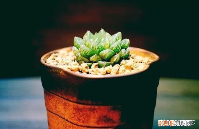 多肉叶片上长疙瘩,四点养肉小技巧,教你正确养肉肉,叶子鼓鼓的,通透感十足