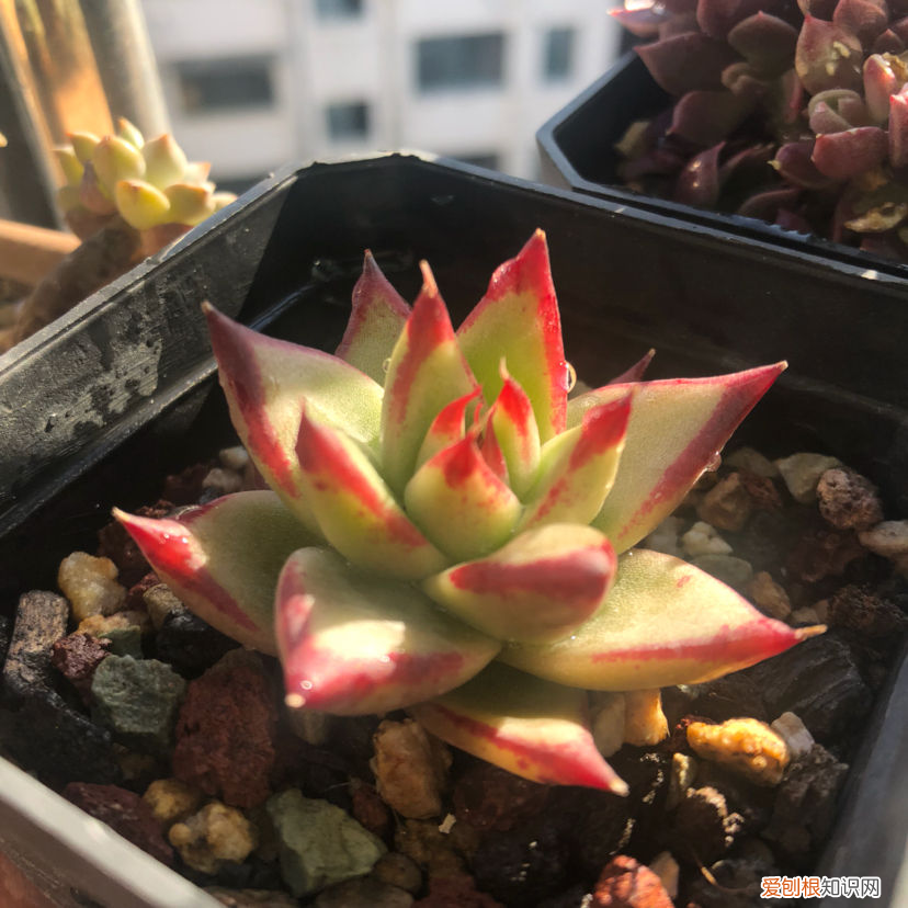 多肉叶片展开还会收回去吗,多肉养护学会3要点,叶子肥厚有质感,胖嘟嘟特可爱