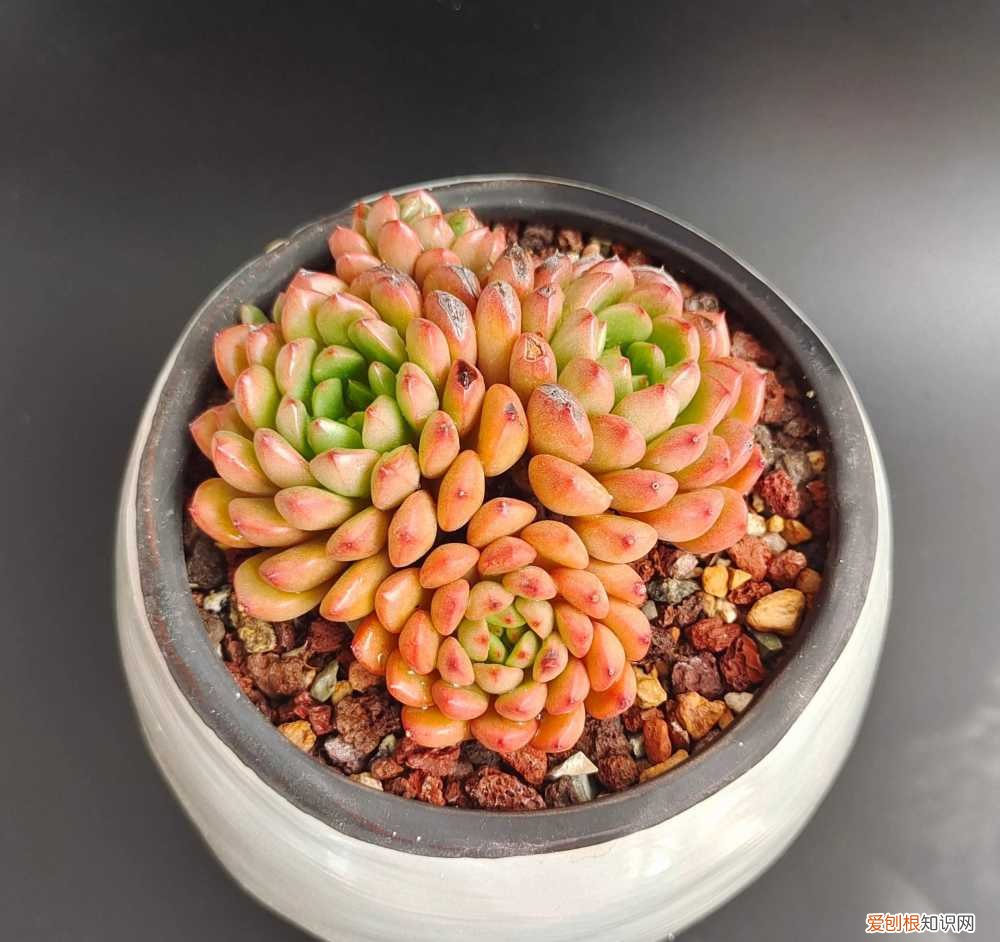 多肉怎样养才好，养多肉的3个“正确方法”，什么多肉都能养好，又美又壮，颜值高