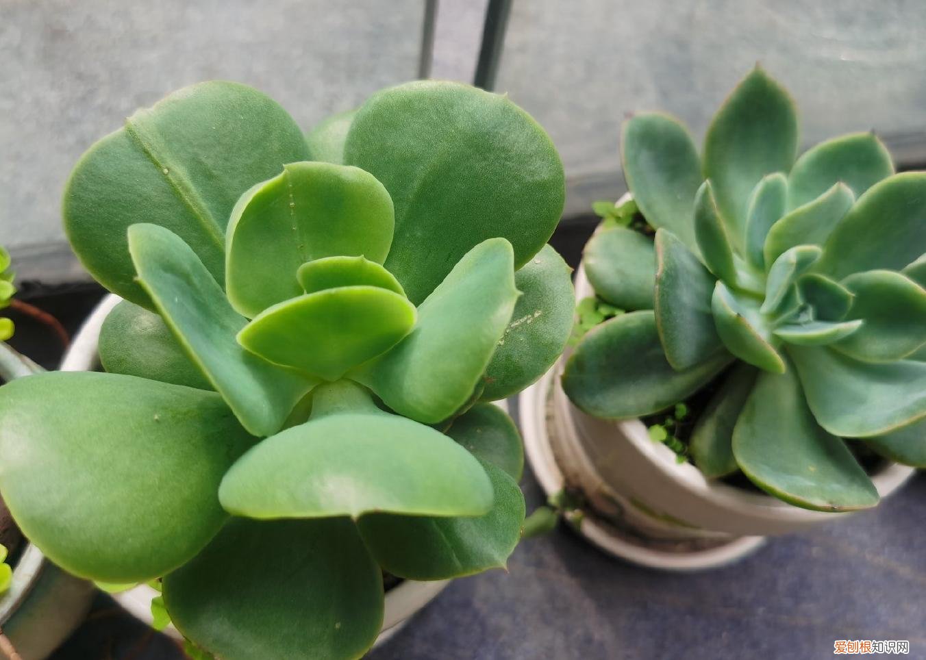 多肉怎样养才好，养多肉的3个“正确方法”，什么多肉都能养好，又美又壮，颜值高