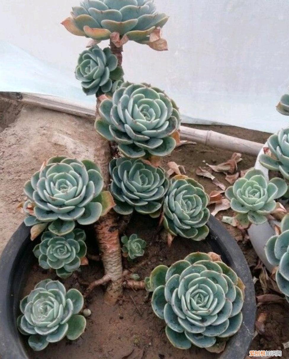 多肉怎样养才好，养多肉的3个“正确方法”，什么多肉都能养好，又美又壮，颜值高