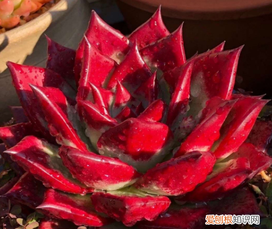多肉要怎么养呢，养多肉的7个基本小知识，收藏起来，总有一天用得上