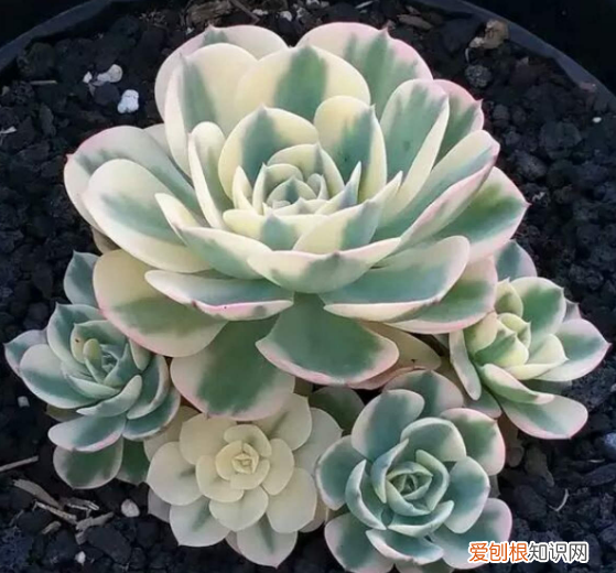 多肉要怎么养呢，养多肉的7个基本小知识，收藏起来，总有一天用得上