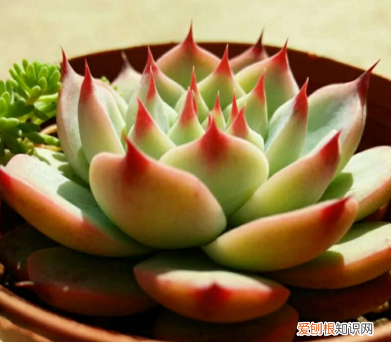 多肉要怎么养呢，养多肉的7个基本小知识，收藏起来，总有一天用得上