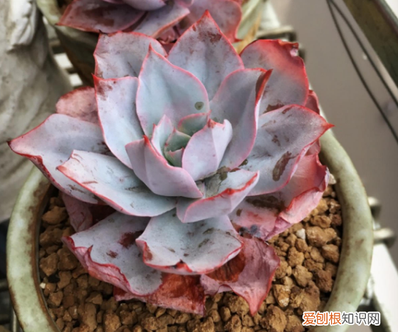 多肉要怎么养呢，养多肉的7个基本小知识，收藏起来，总有一天用得上
