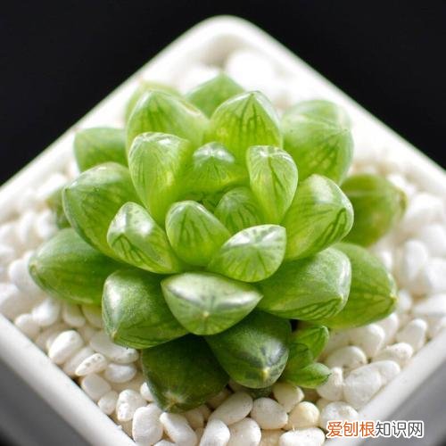 多肉植物如何养?，多肉植物怎么养，这些干货要知晓