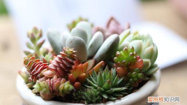 多肉植物这样养，养多肉植物，做好这“5点”，四季长势好，轻松养出美状态